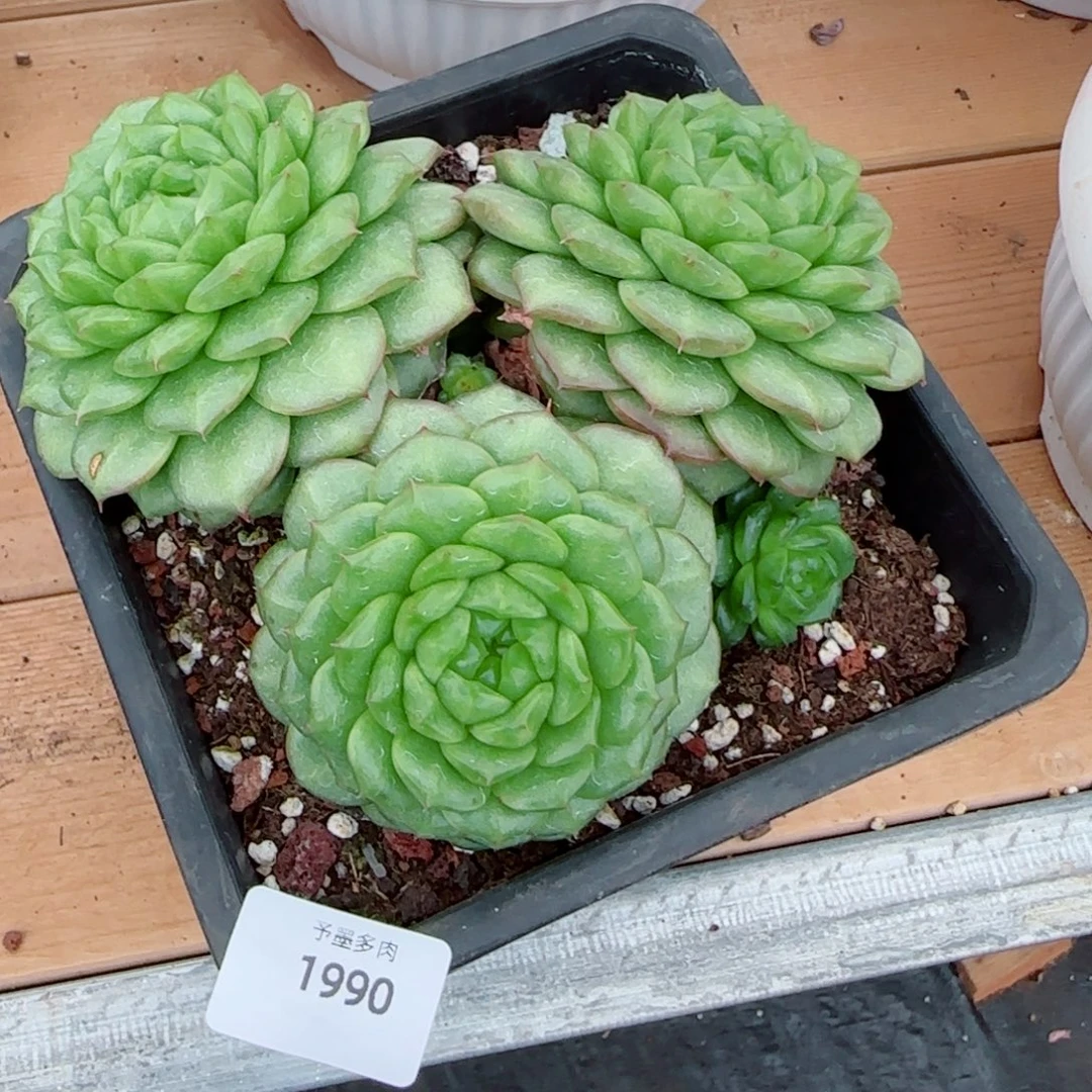 灯泡珍妮群，1990多肉植物
