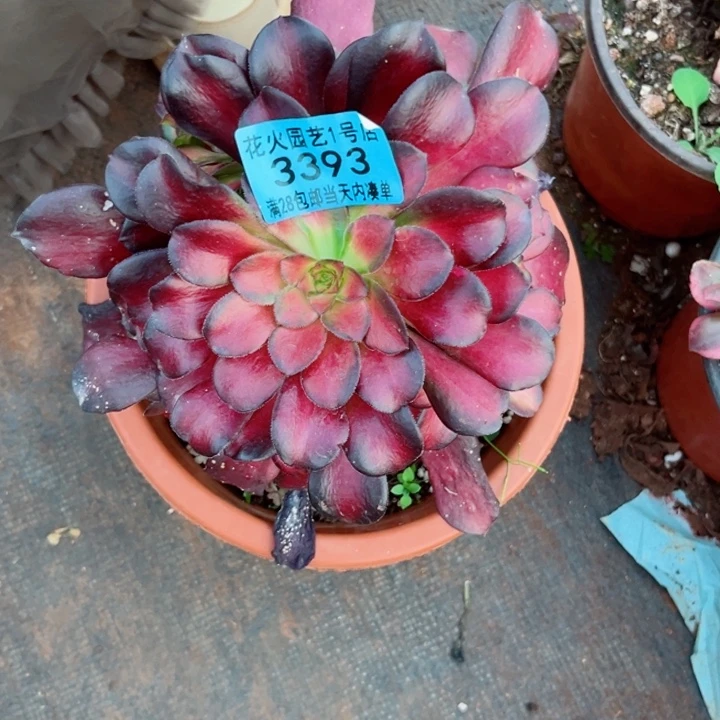 红日3393多肉植物