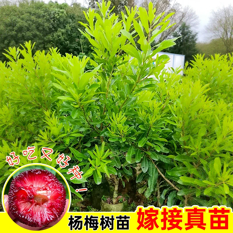 正宗东魁杨梅苗嫁接苗黑炭杨梅果树苗四季可种植耐寒品种带土发货
