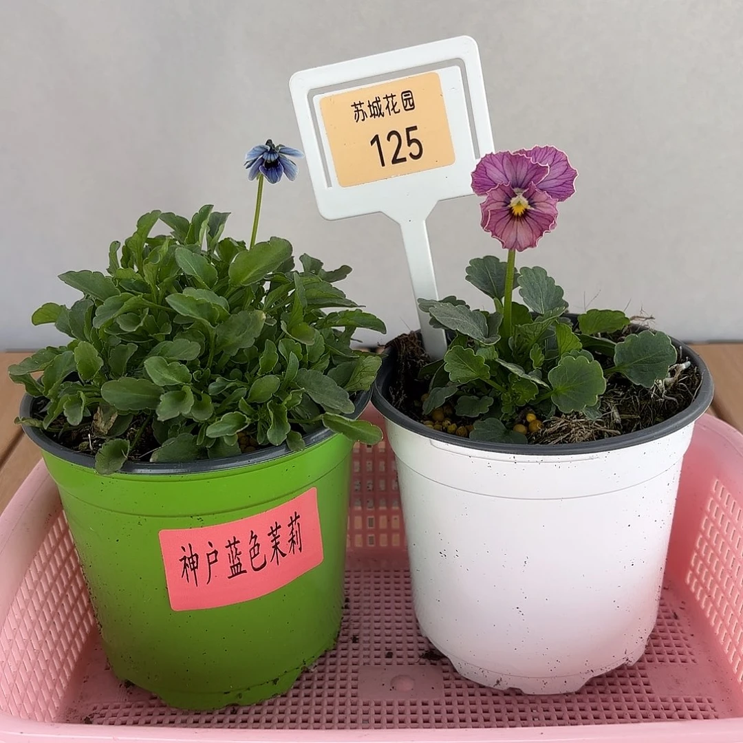 大部分开放少量花苞125