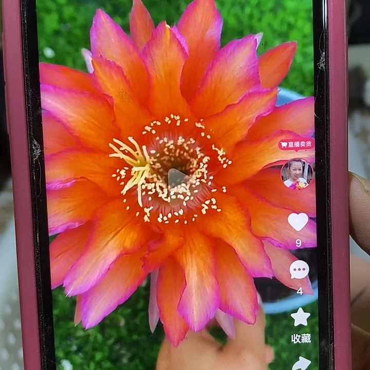 巨型香橙丽花侧芽五公分