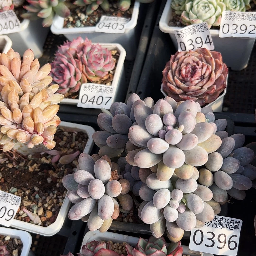 多肉一物一拍植物0296