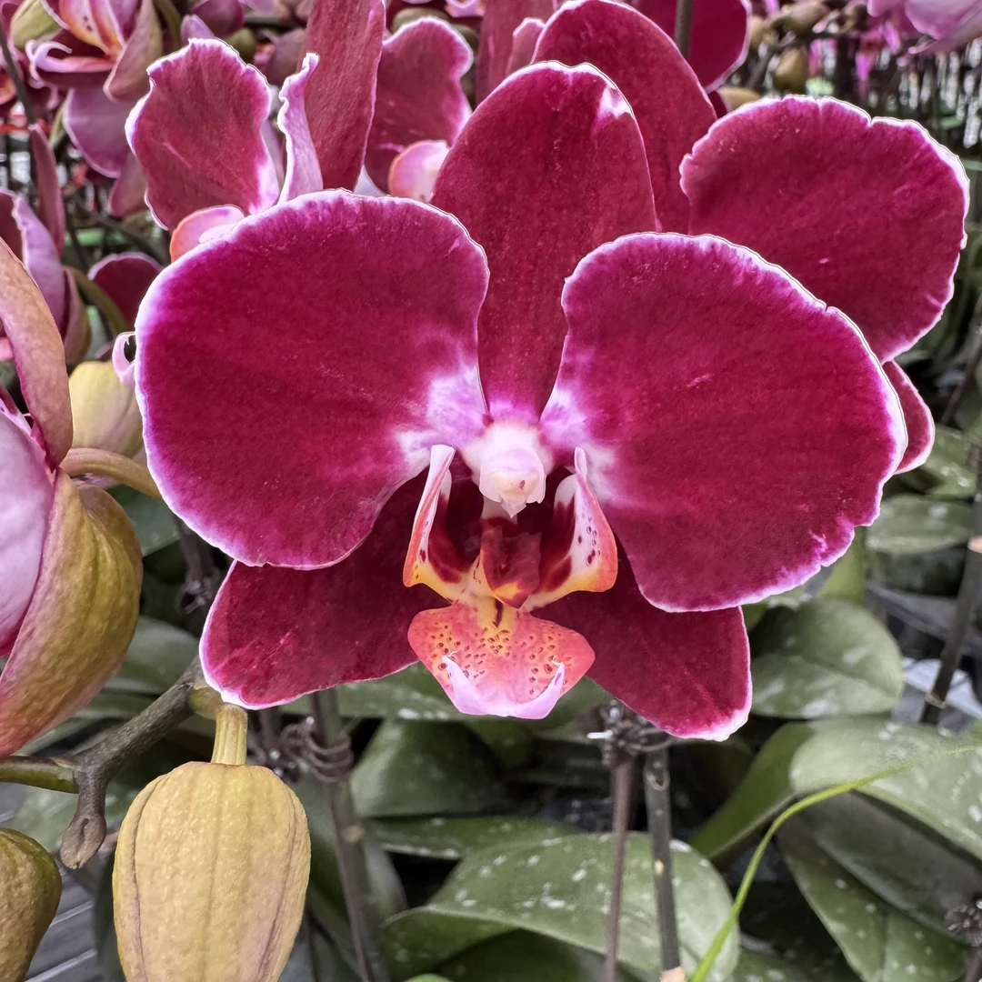兰博花卉【黑珍珠】带花带花苞发货