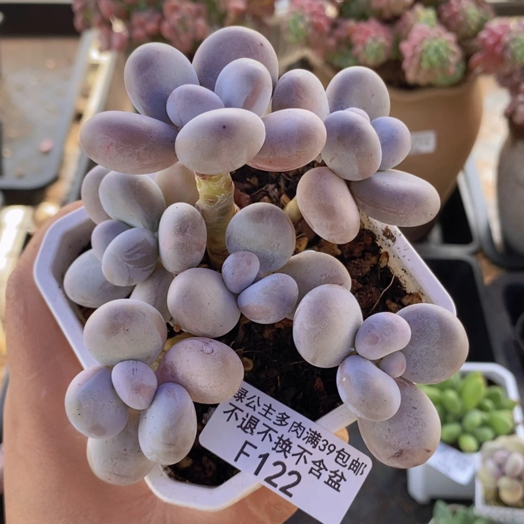 水光针奶酪9cm122多肉植物
