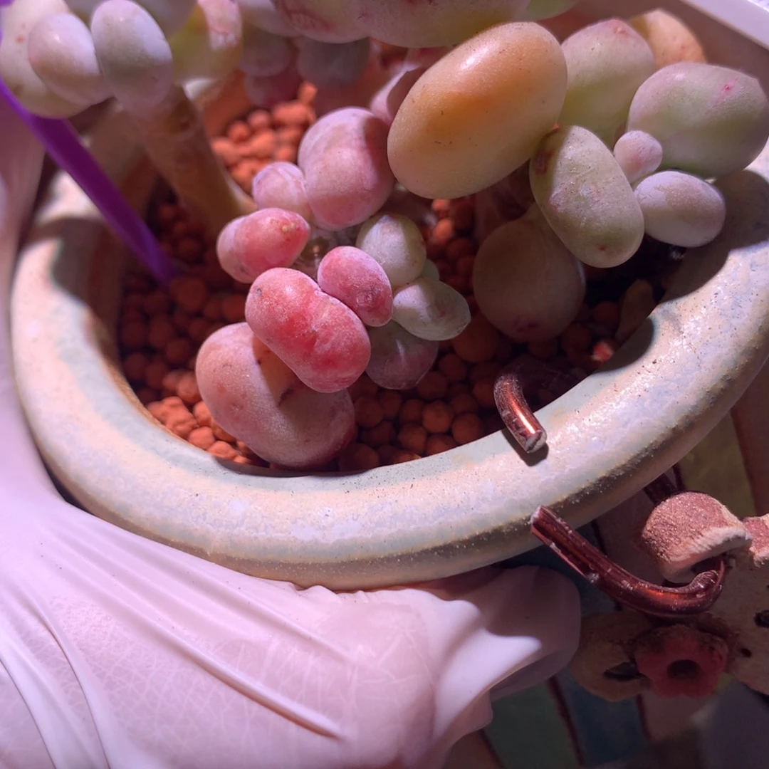 知**?油煎奶酪多肉群生。