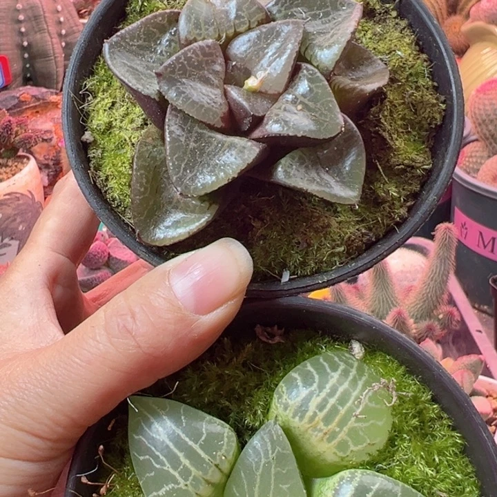 小****香可以的哈哈哈哈哈哈哈哈哈我