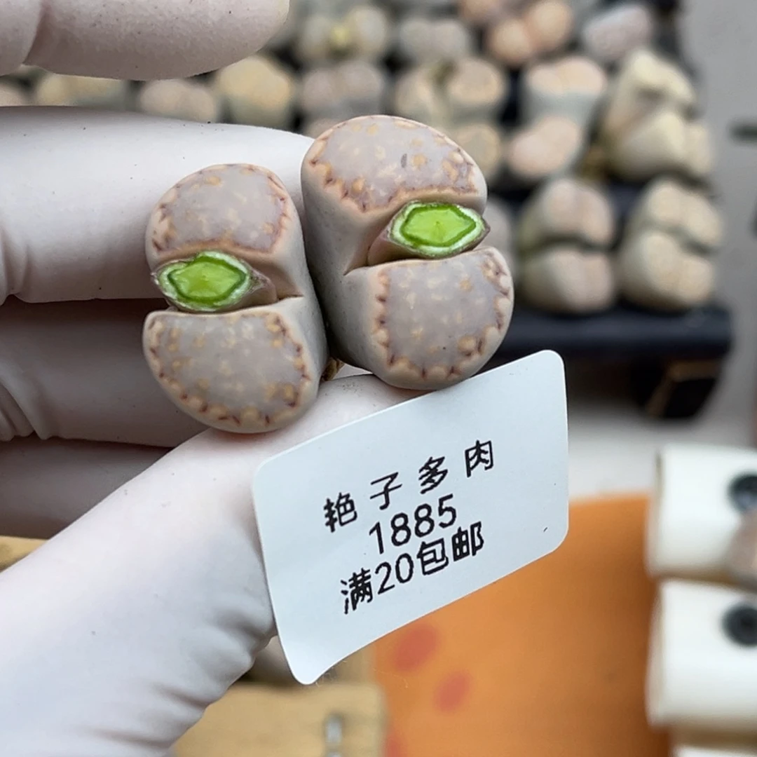1885号一棵双头母本饼干