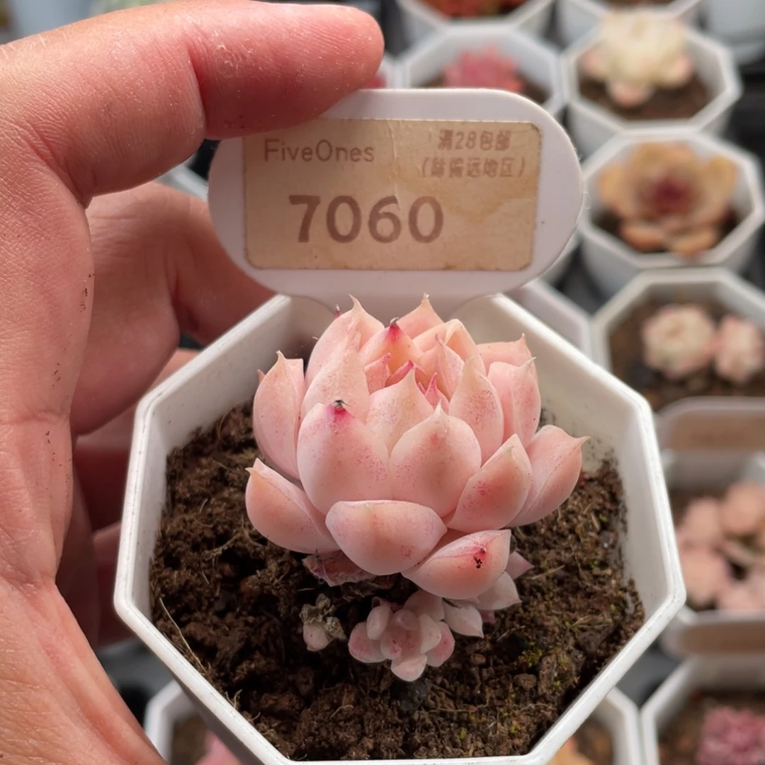 颜如玉7060-4厘米