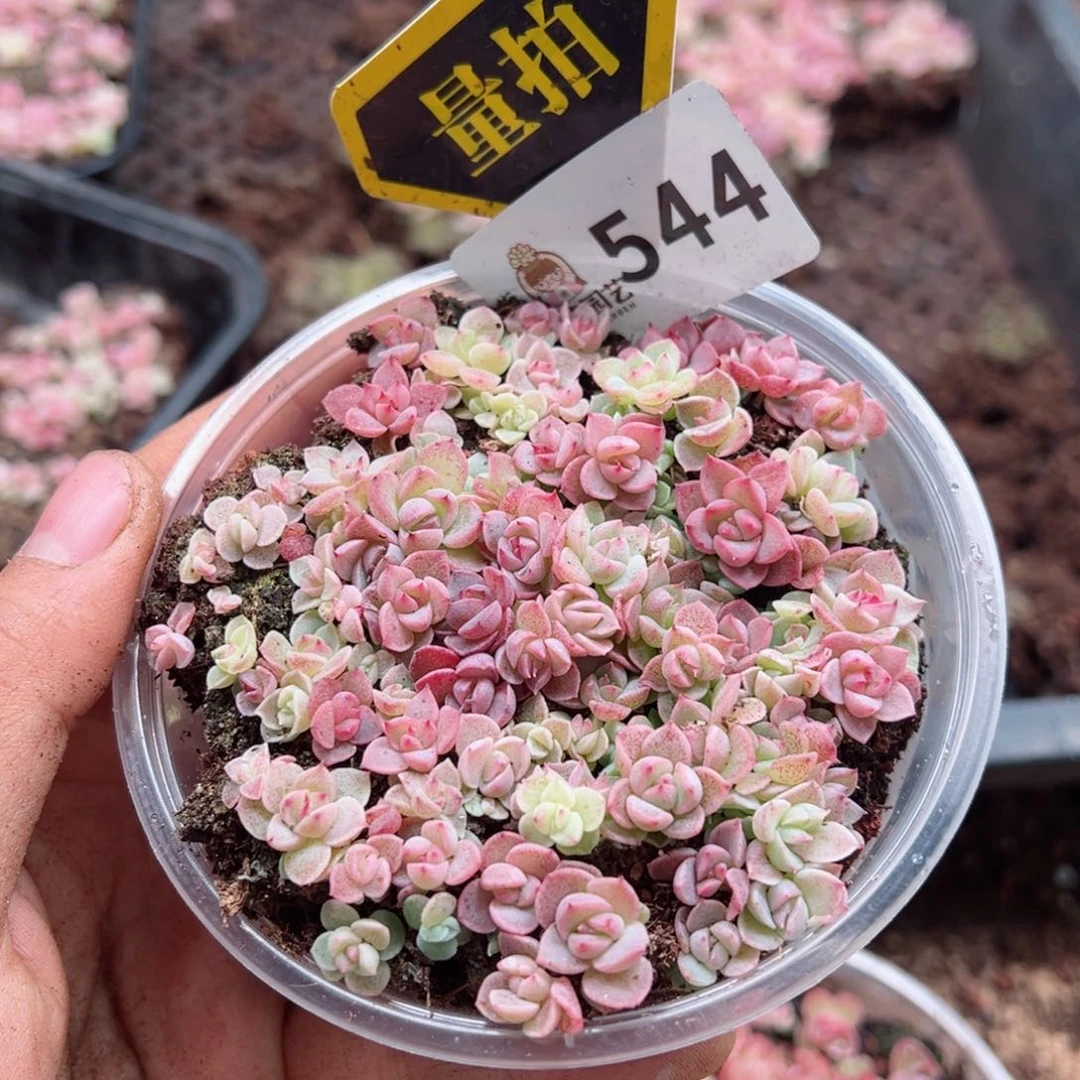 多肉植物多肉植物