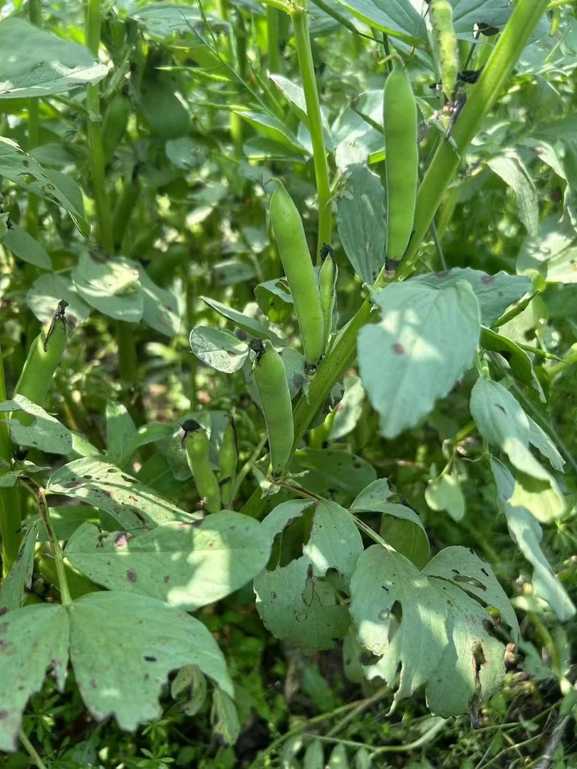 湖北荆州农场露天自种豌豆巴果现摘现发带壳发货