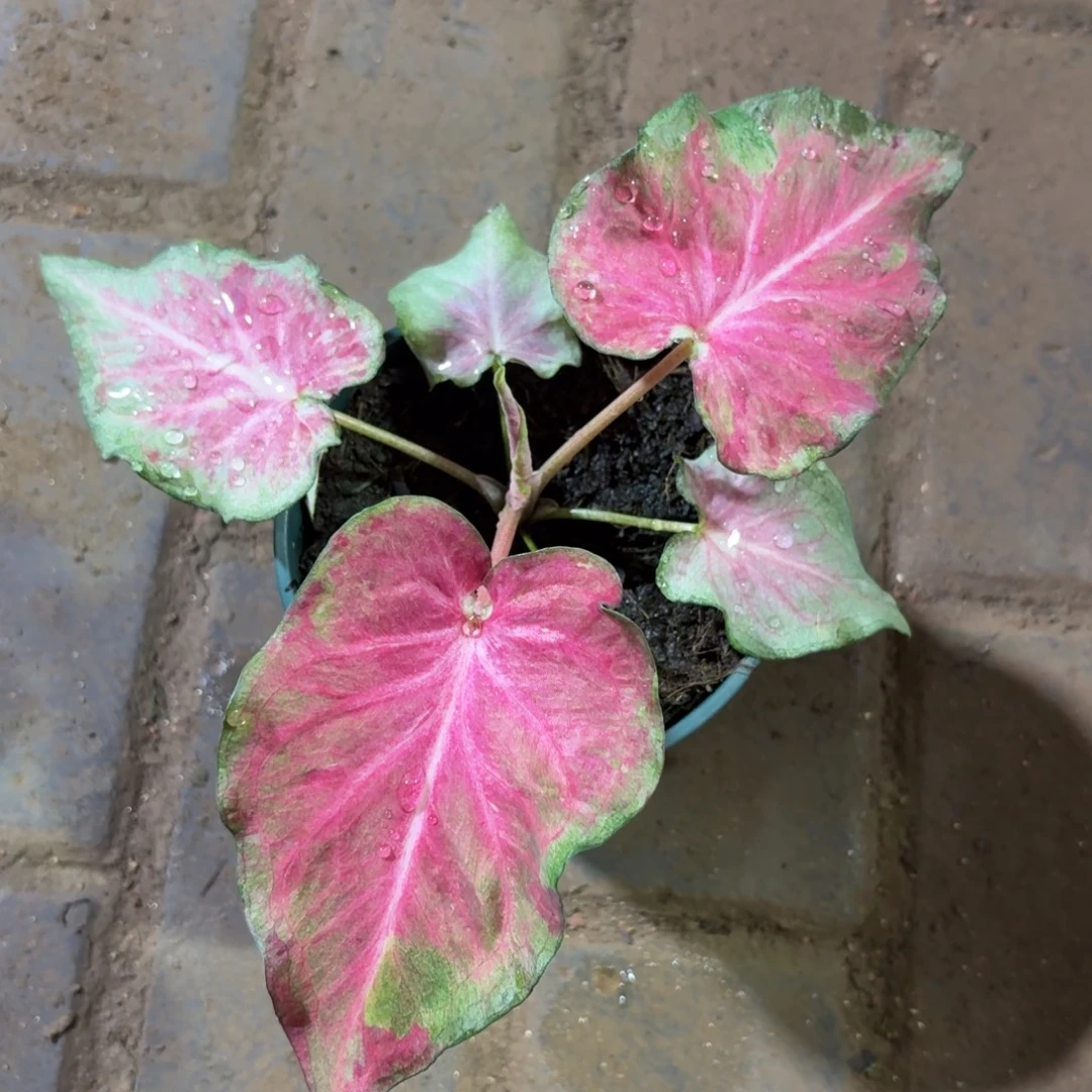 新娘泰国 90-1119