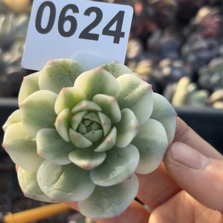 多肉植物无根满18包邮当场凑单