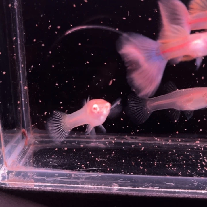 孔雀鱼金粉世家2对