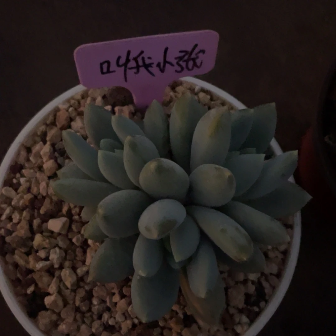 叫**张姐姐说她真的有男朋友就