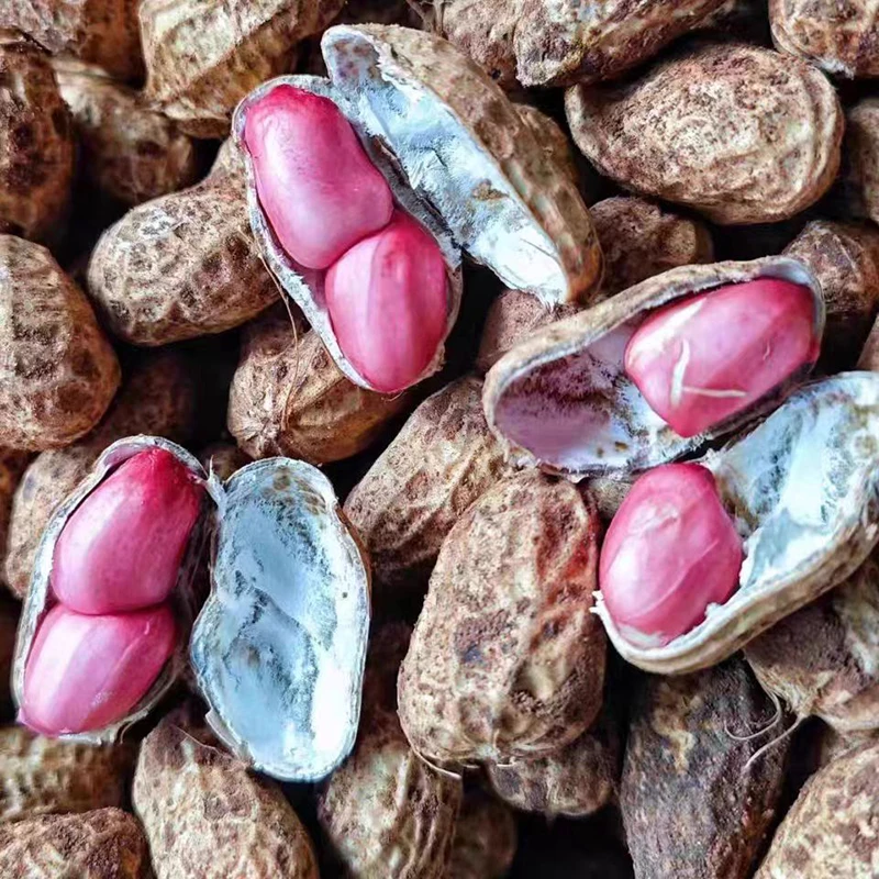 新鲜湿花生带壳花生现挖当季新鲜泥壳花生水煮生吃农家小花生新鲜