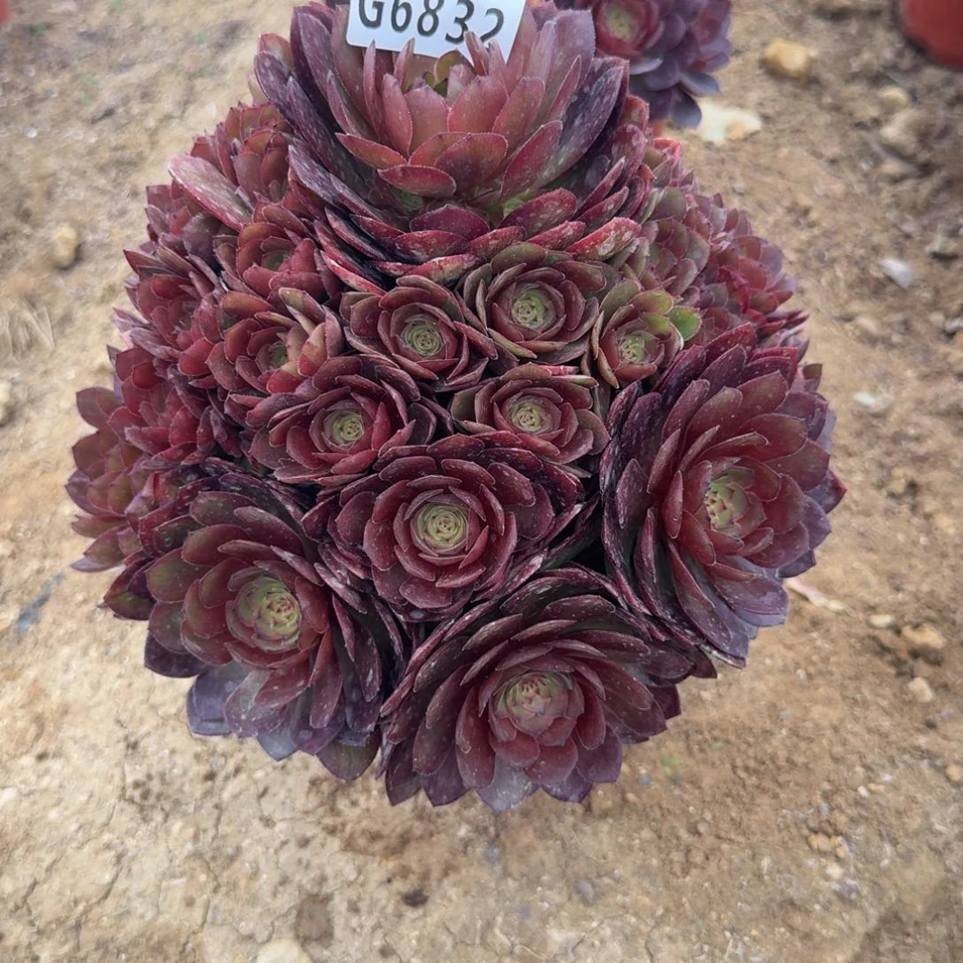 春**然6832桃花时到秋天。多肉植物