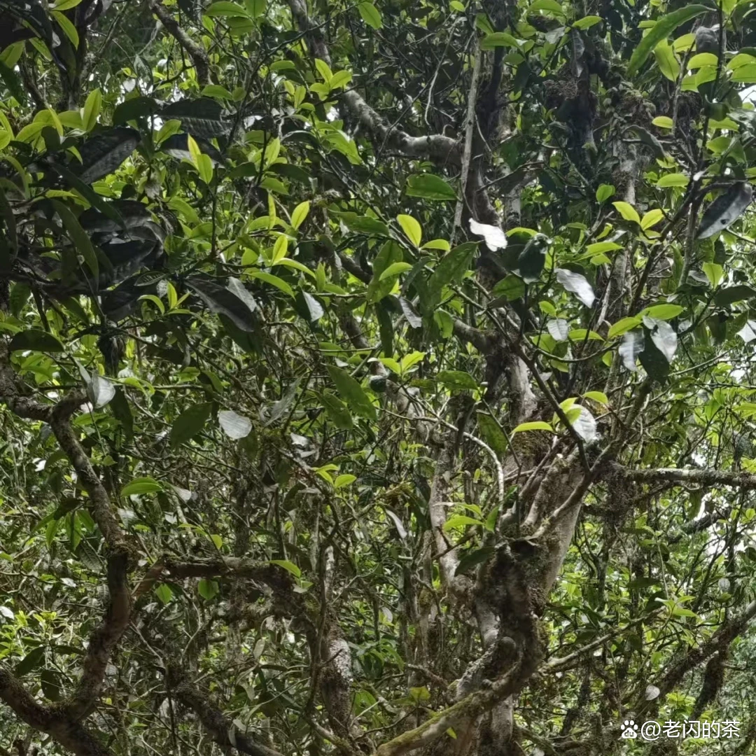 2023头春头采《老乌山古树》生普（500克送野生蜜）