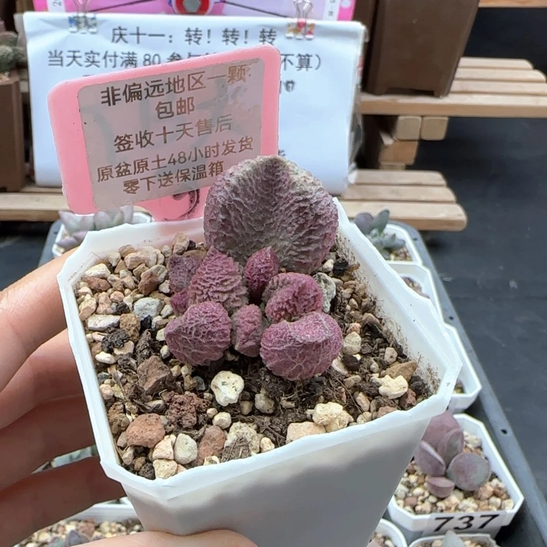 742巨猪宝多肉植物