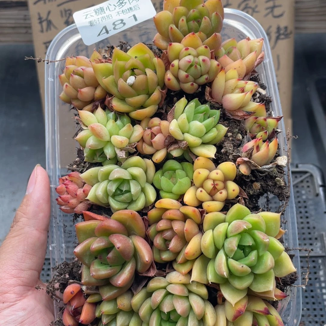 云糖心多肉植物481