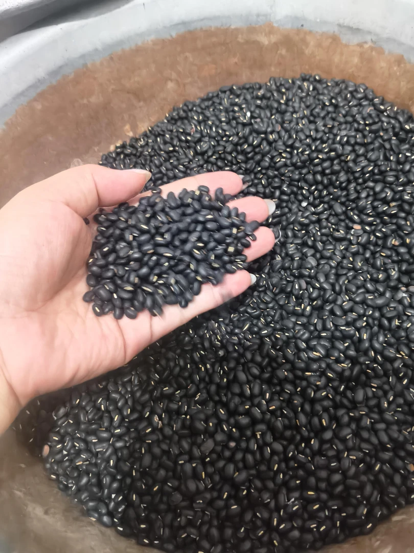 【到手一斤】黑豆半斤东北绿心黑豆绿芯生的五谷杂粮打豆浆专用