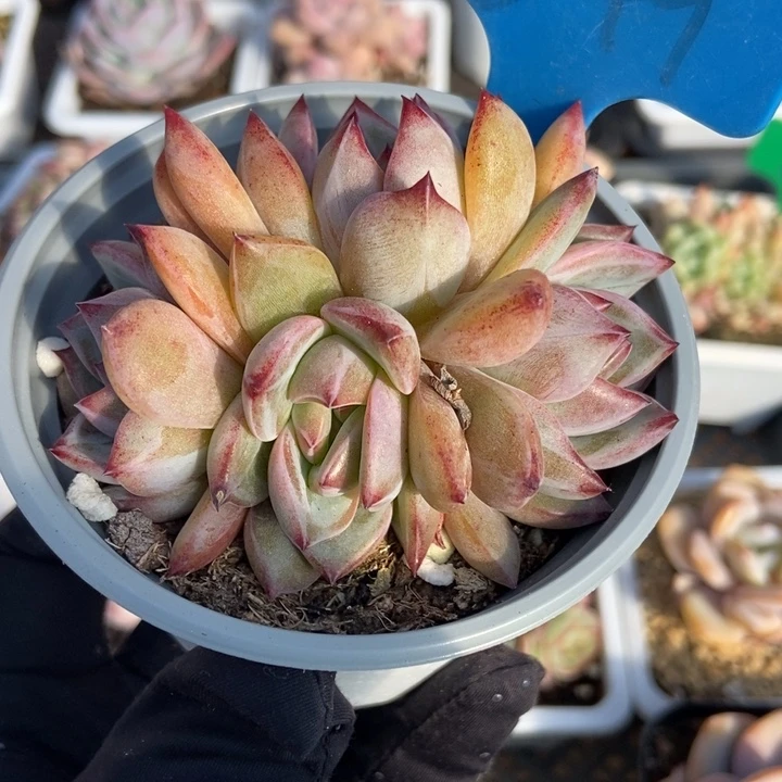 849夜魔侠多肉植物