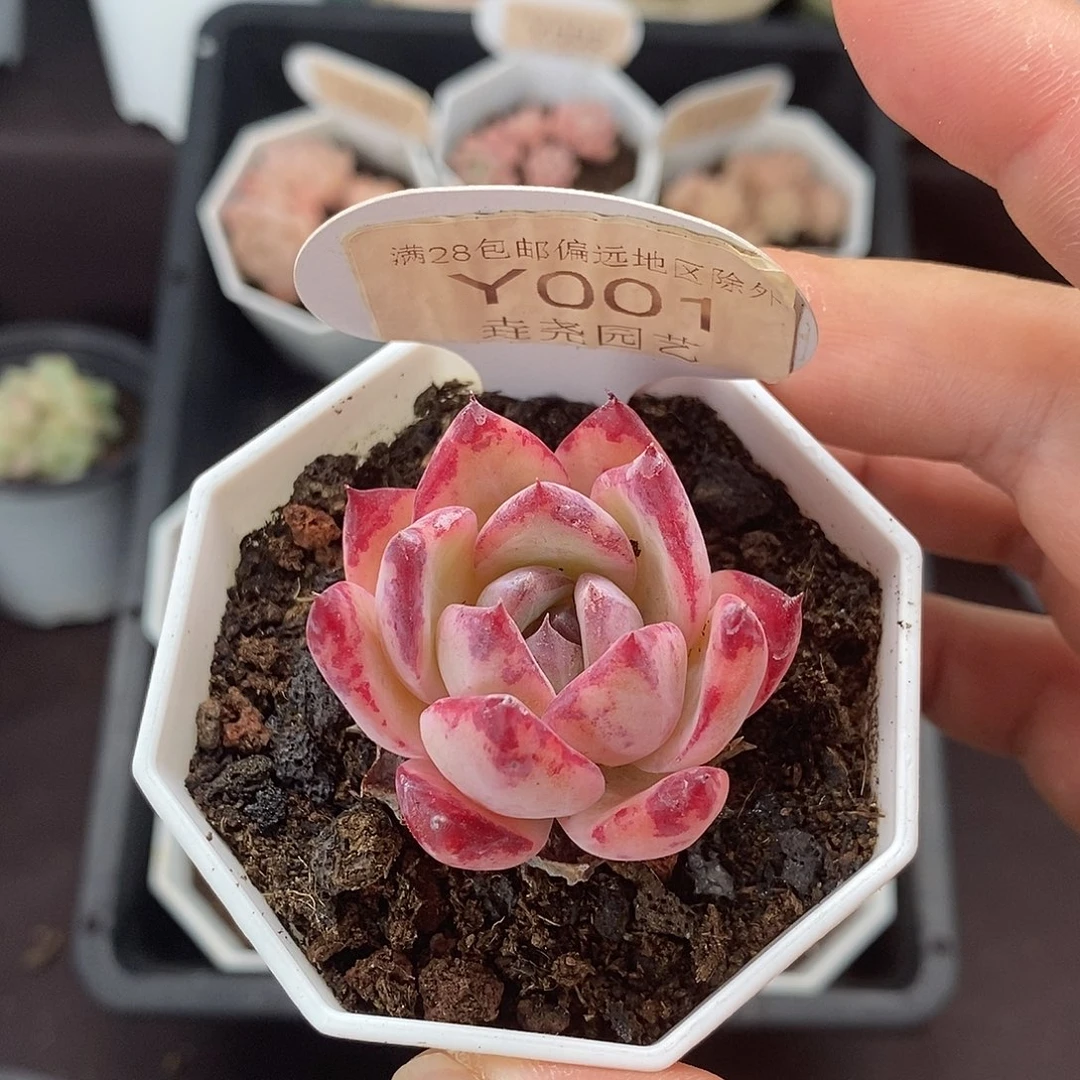 0001 4cm 拉糖单头