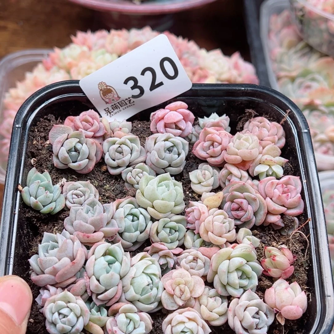 多肉植物多肉植物