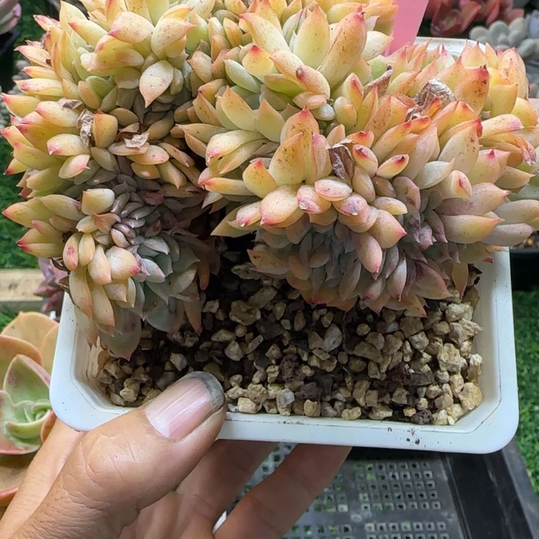 锦安精品多肉植物276