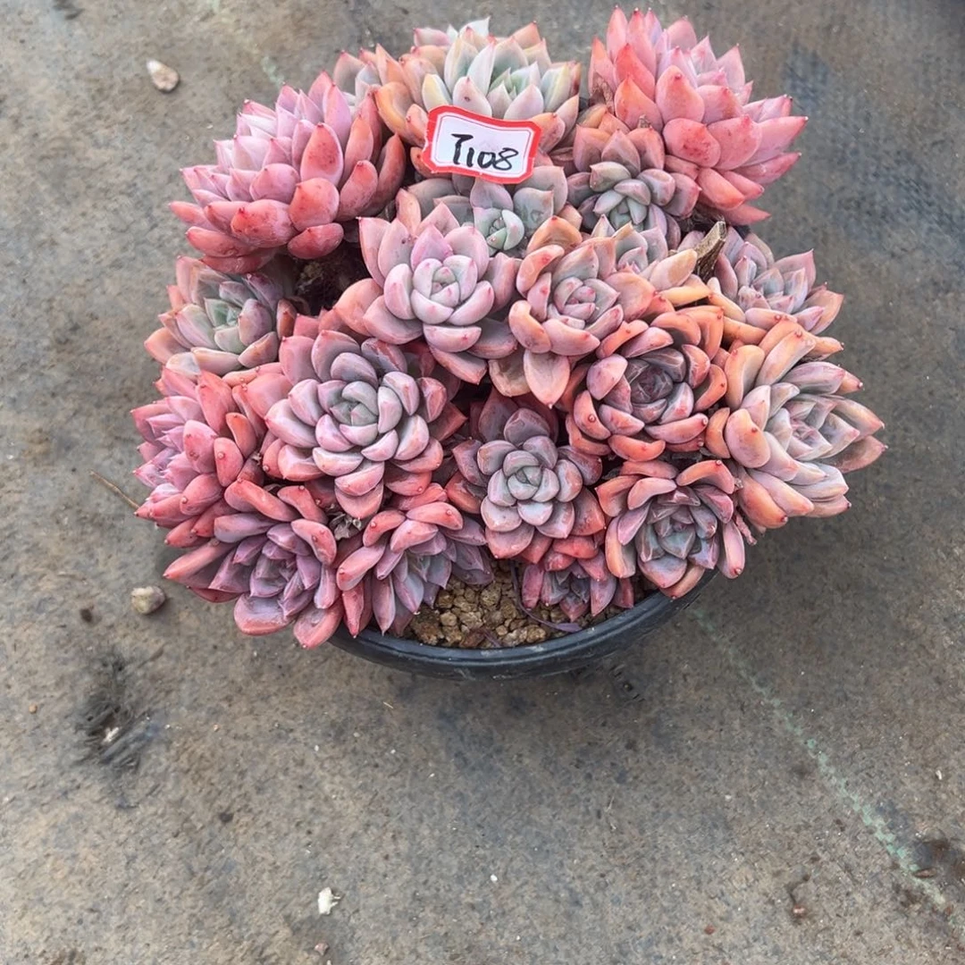 心***声精品多肉植物老桩