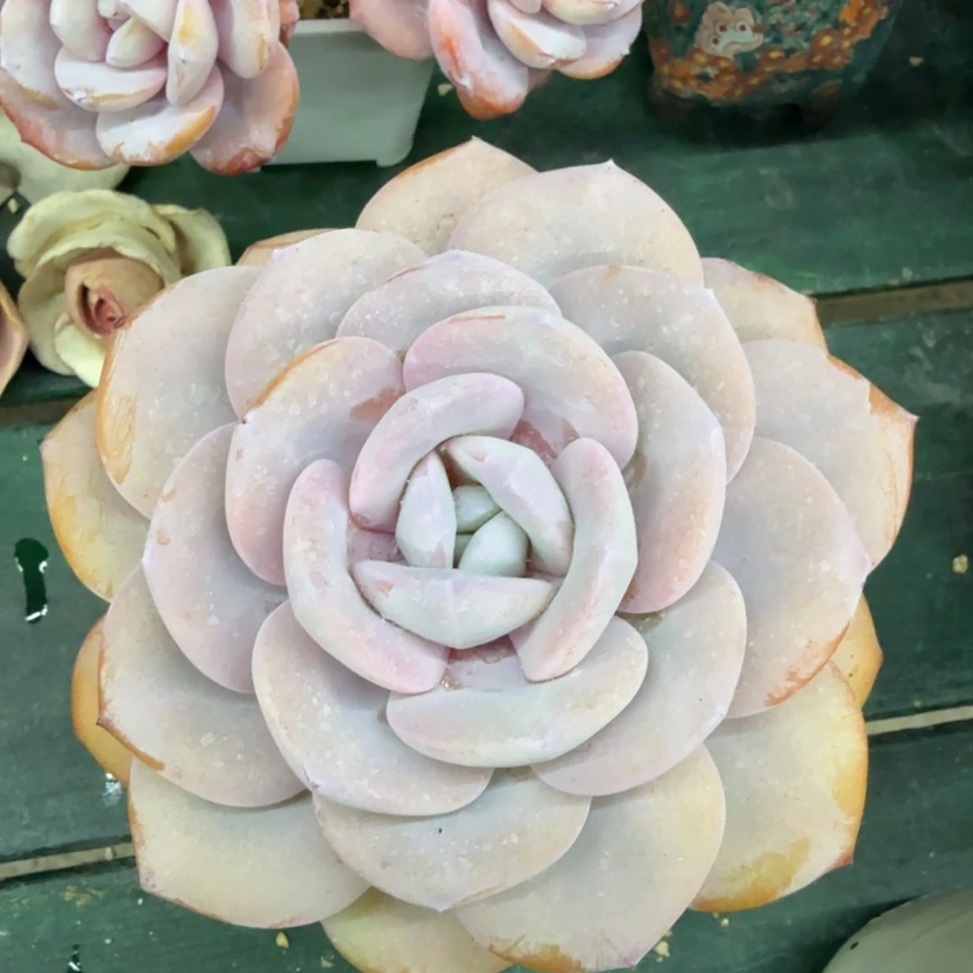 奶茶一物一拍拍下不退不换