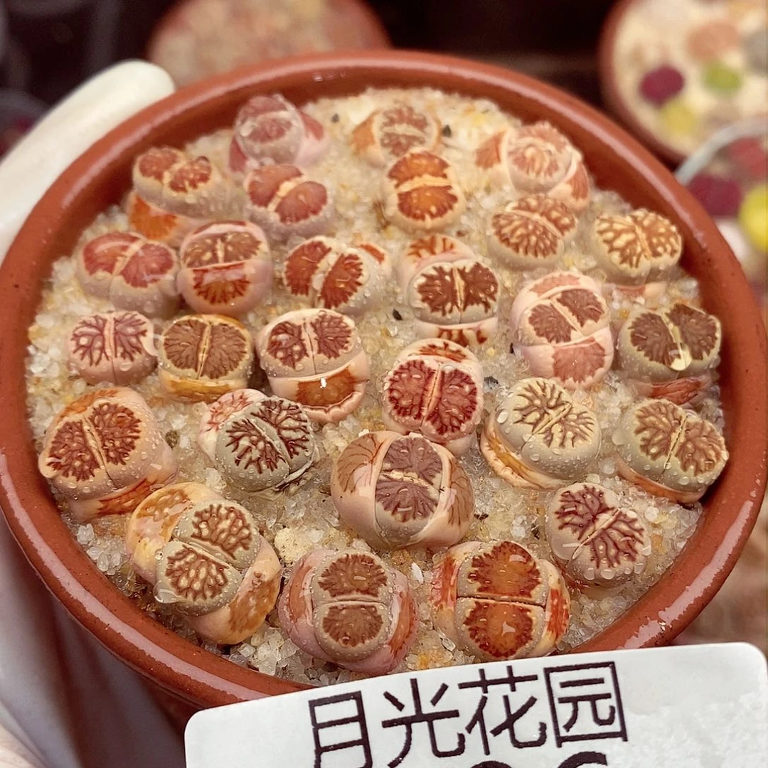 我要做最快乐滴小朋友哦哈嘻嘻606