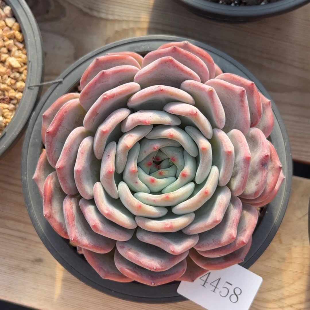 A****了4458肉肉肉肉肉肉