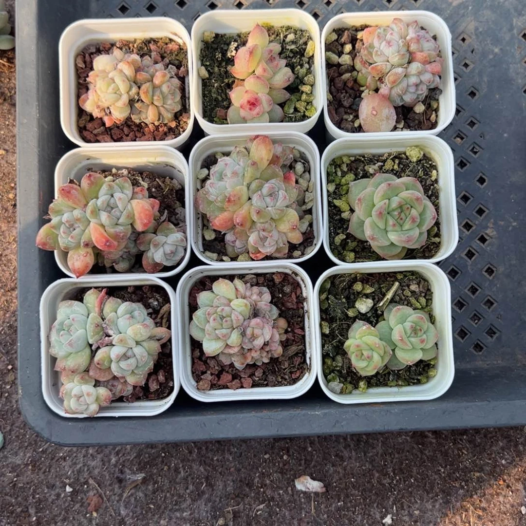 小卡拉米糖心一物一拍