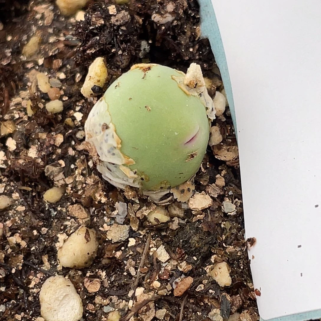 C***寶20-129肉锥多肉植物