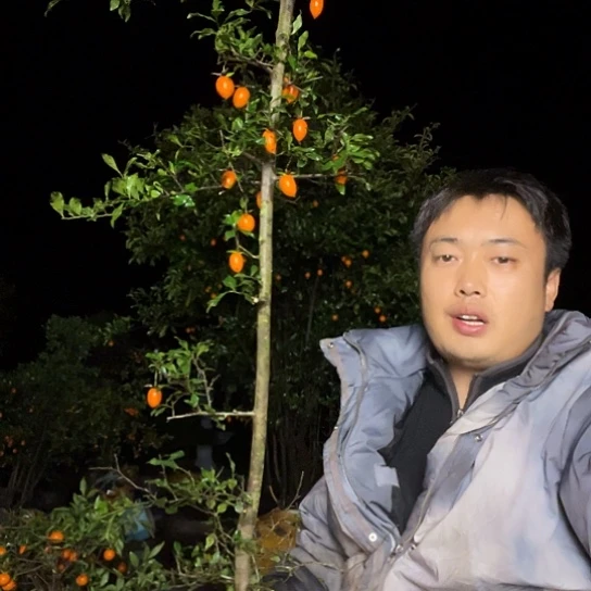 无花朵金弹子庭院选手品种