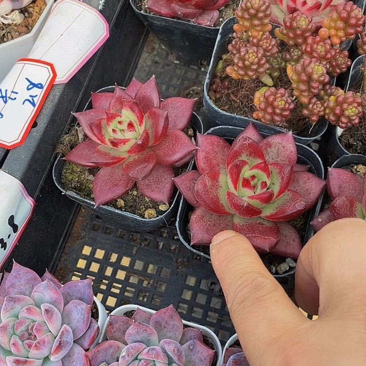 大血罗带盆土发货