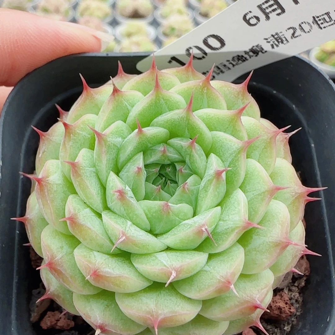 花语逸镜0610-100