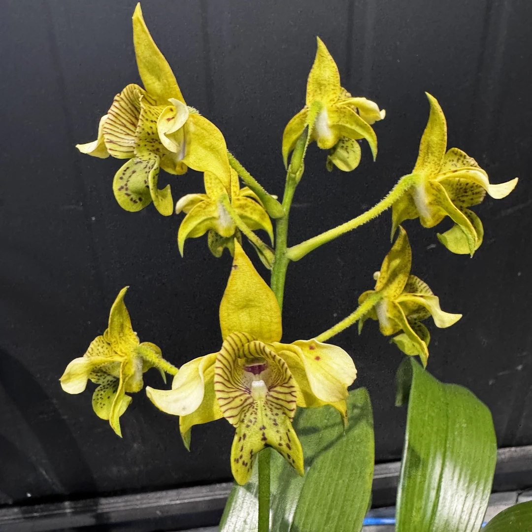 宽口石斛 4寸苗株 微瑕疵石斛