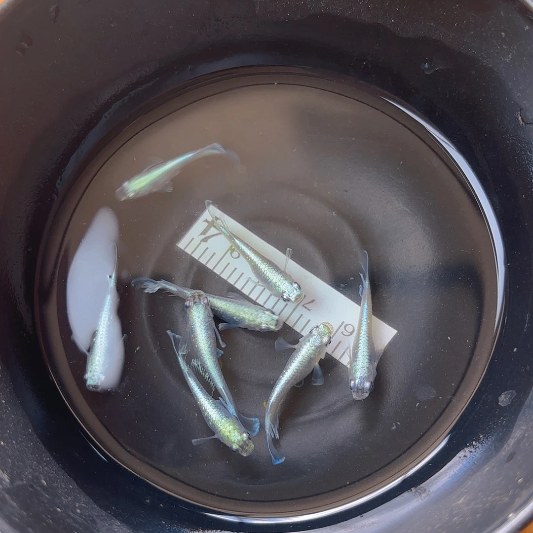 青鳉宽鳍玛丽亚104号链接