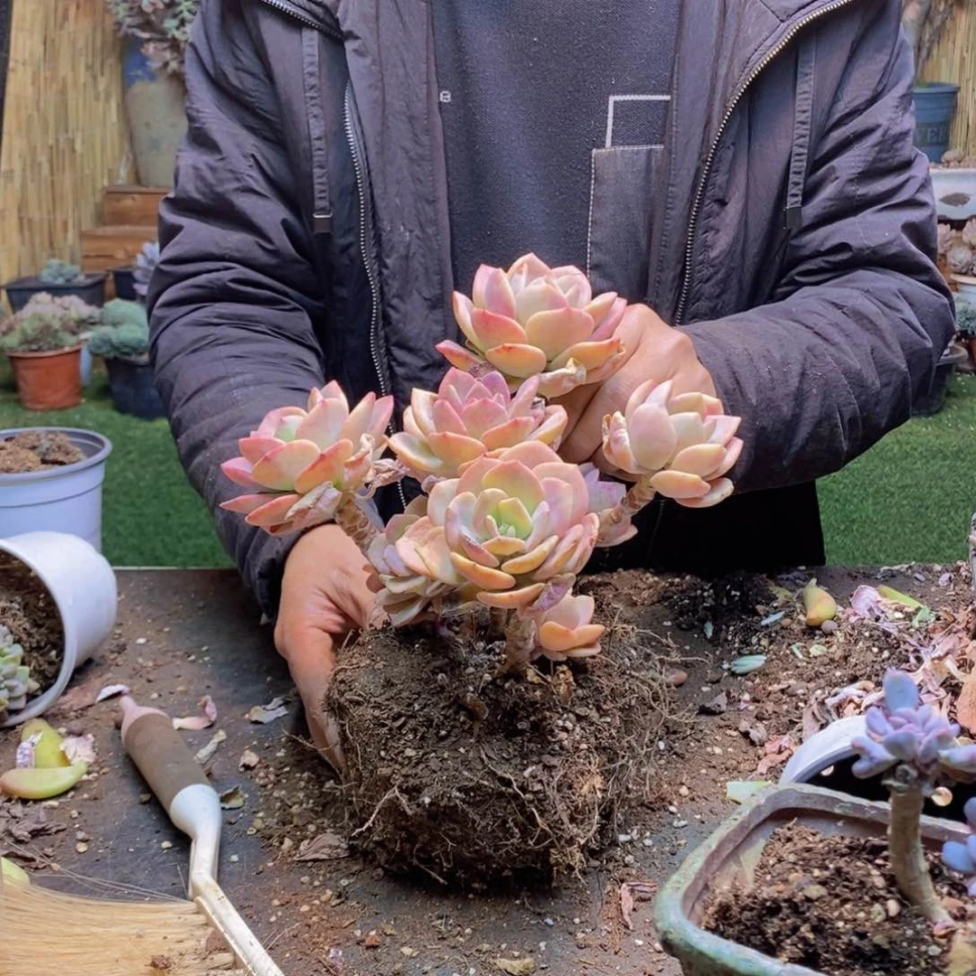 馨*208号白月光老桩