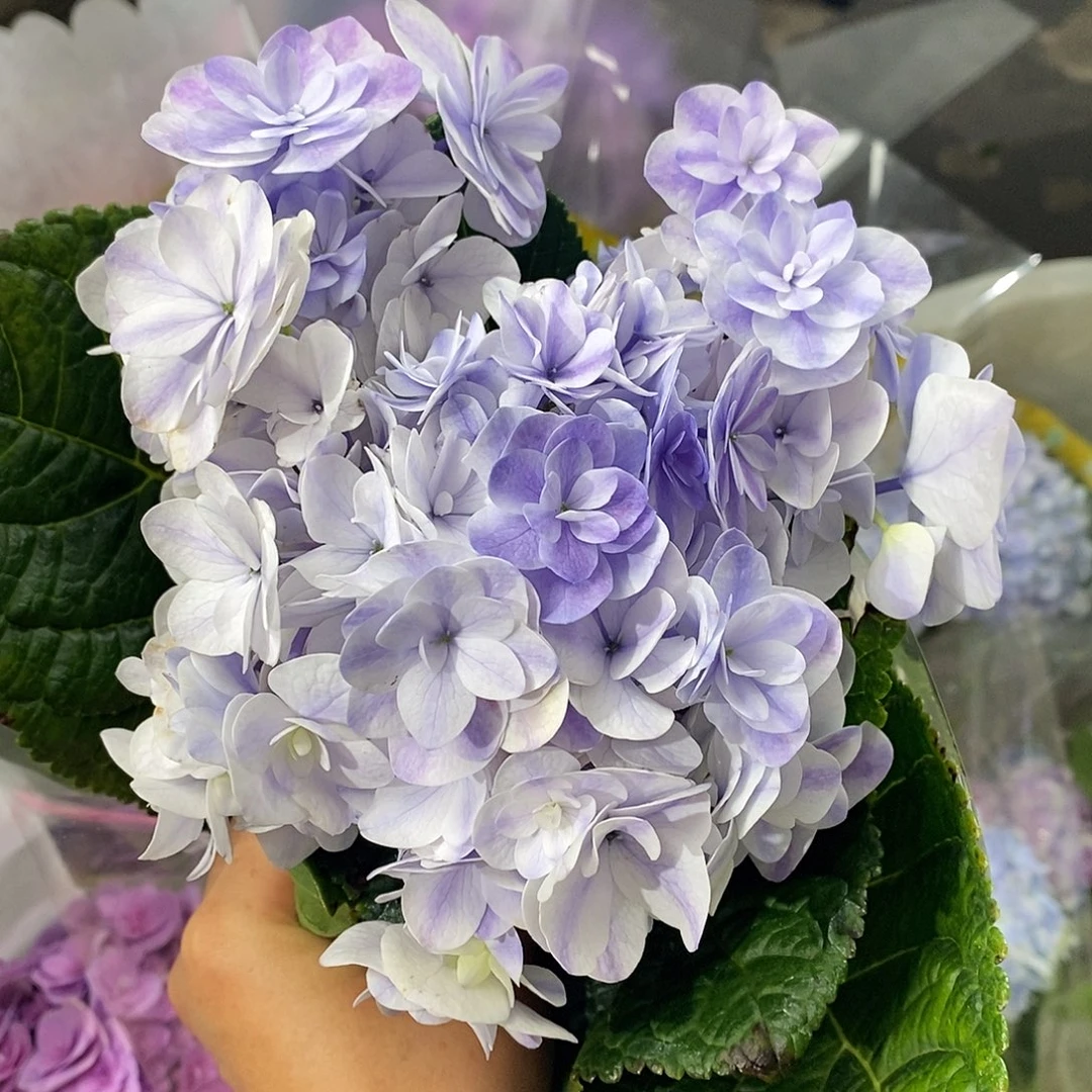 10号绣球/有色差介意勿拍/3单冷链包邮/偏远补运费发德邦