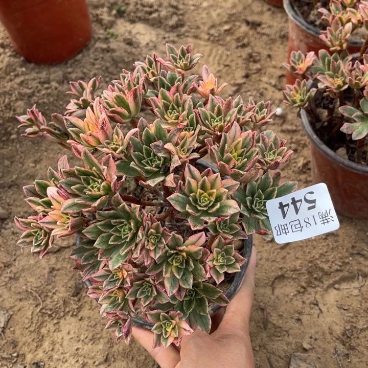 小***草544甜茶小朵朵2号棚