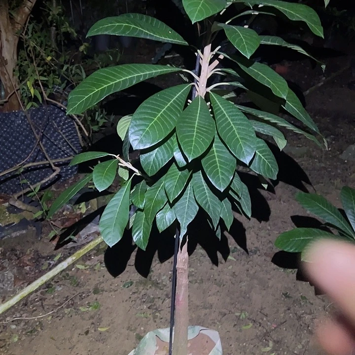 華***記金钻凤梨268936894589