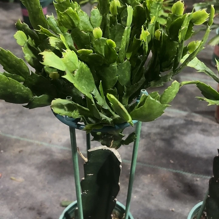 用***8当前无花栽培后可以开花