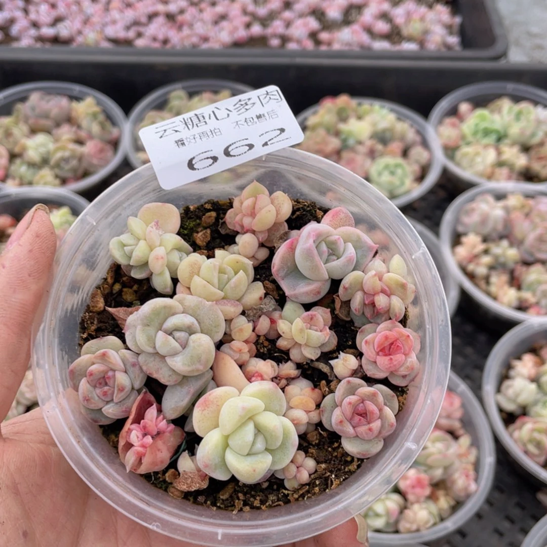 云糖心多肉植物662