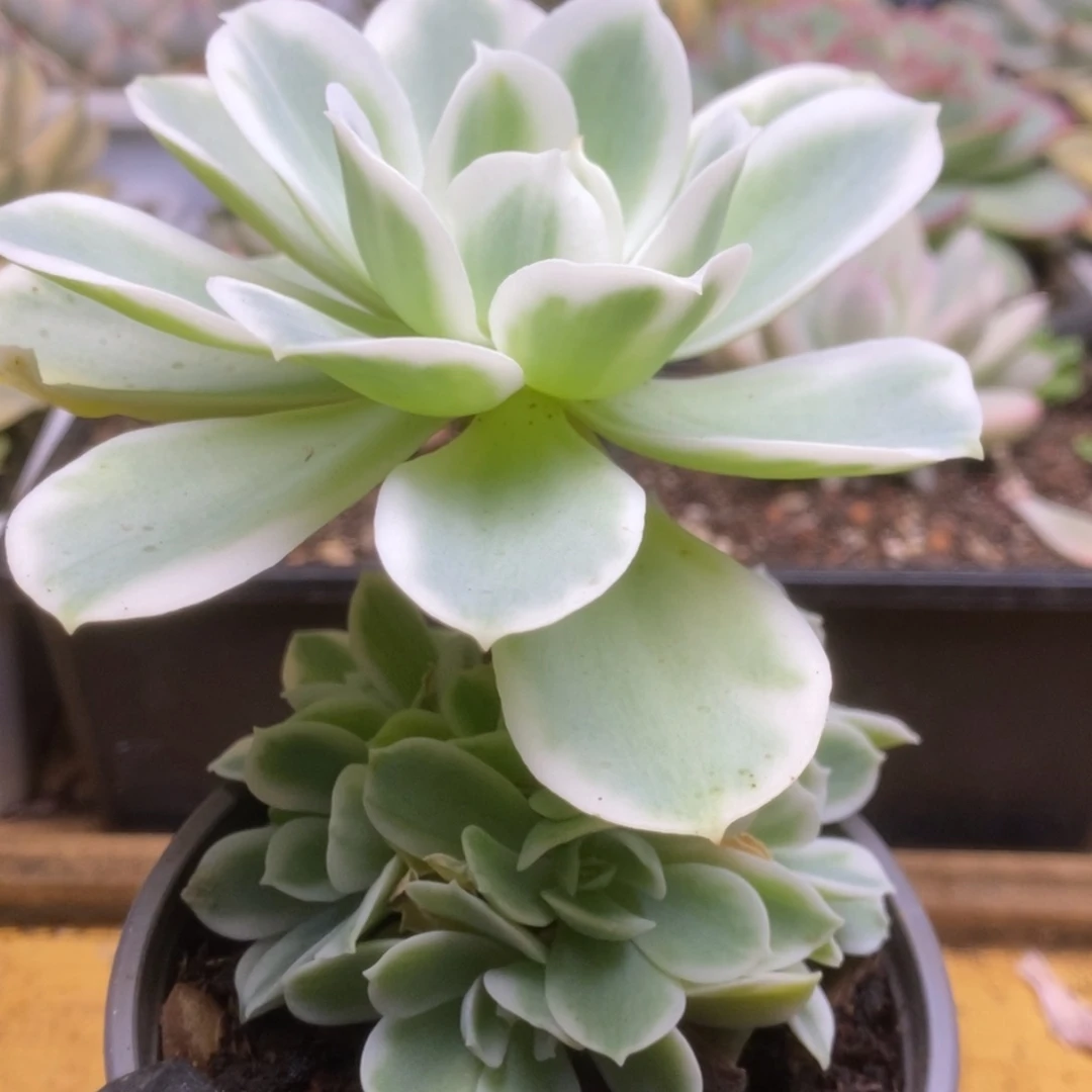 287柠檬玫瑰锦锦锦锦锦