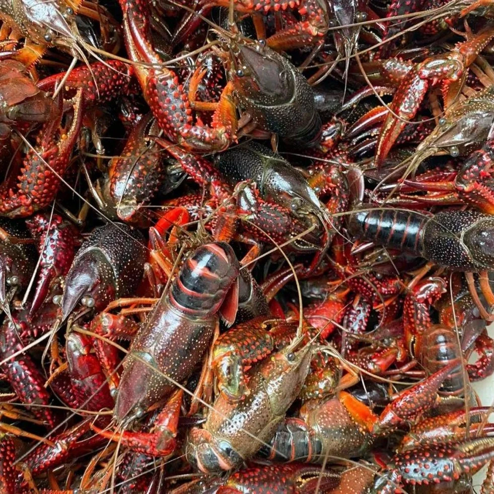 鲜活小龙虾大青一斤小龙虾制品小龙虾制品小龙虾制品