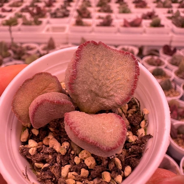 花友专拍多肉水泡 一物一拍