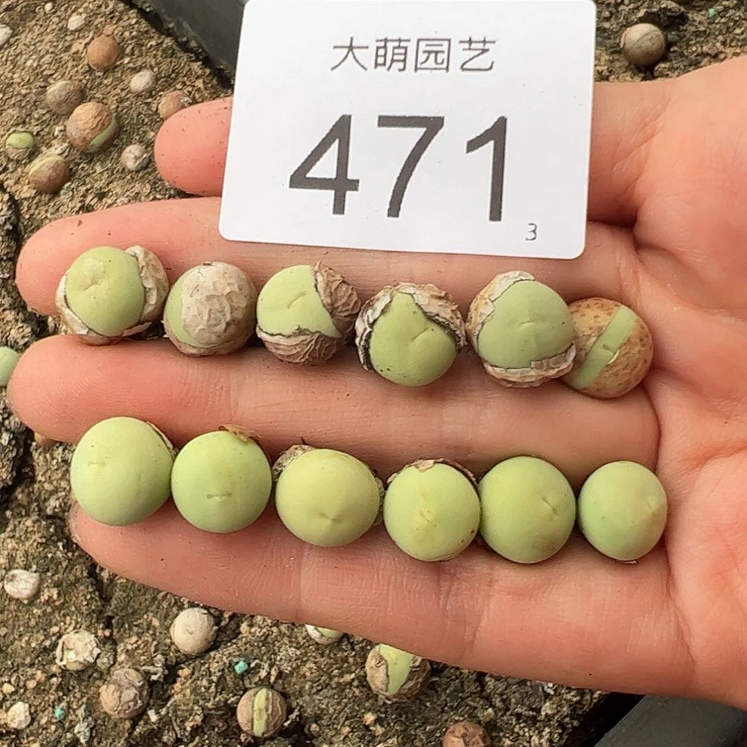 0000471量拍鸽子蛋12颗尺寸1.0上下