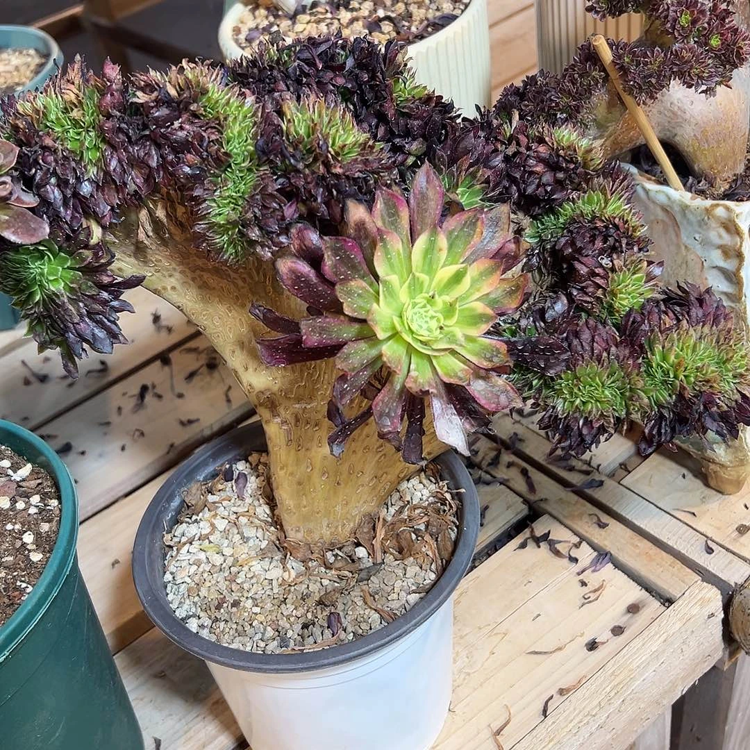 天合缀化老桩厚板朵缀